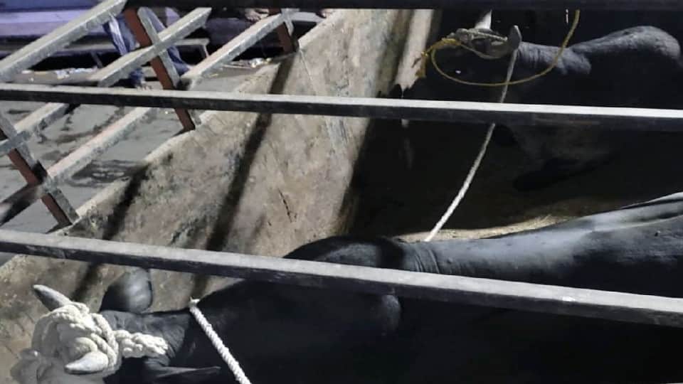 Seven People Died In Bull Attacks Last two months In Firozabad
