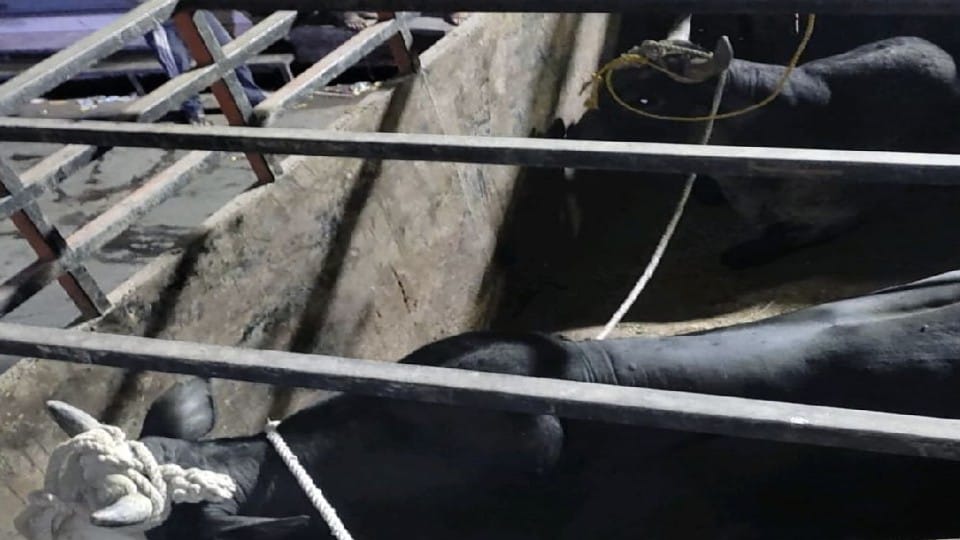 Seven People Died In Bull Attacks Last two months In Firozabad