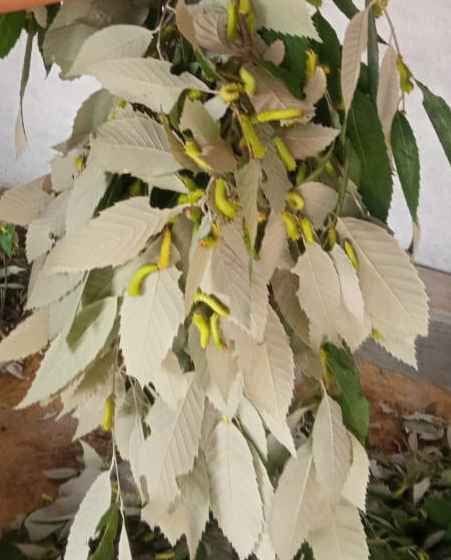Farming of Oak Tasar in Kapkot