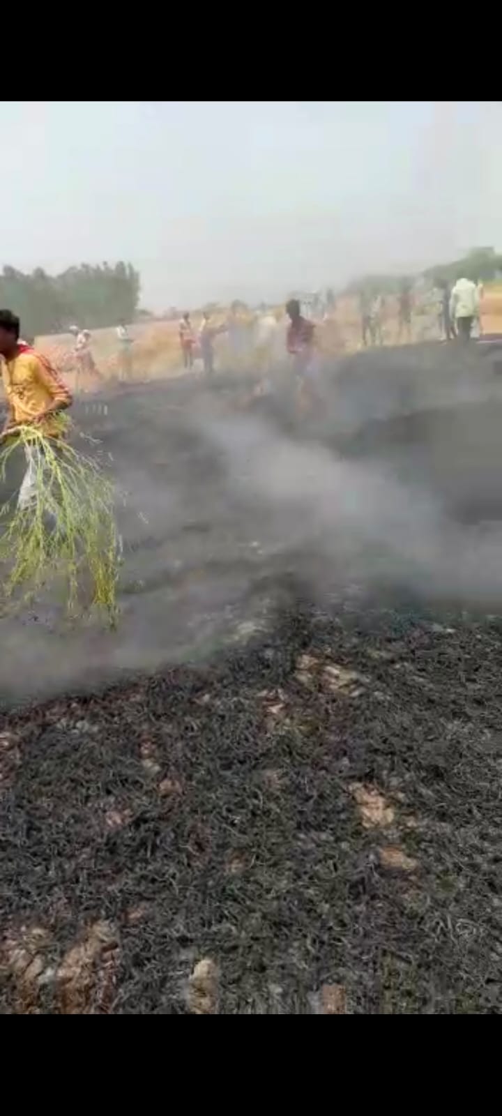 Spark harvested 12 bighas of ashes