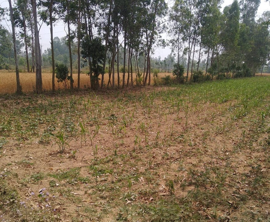 Growing crops on the land of village society
