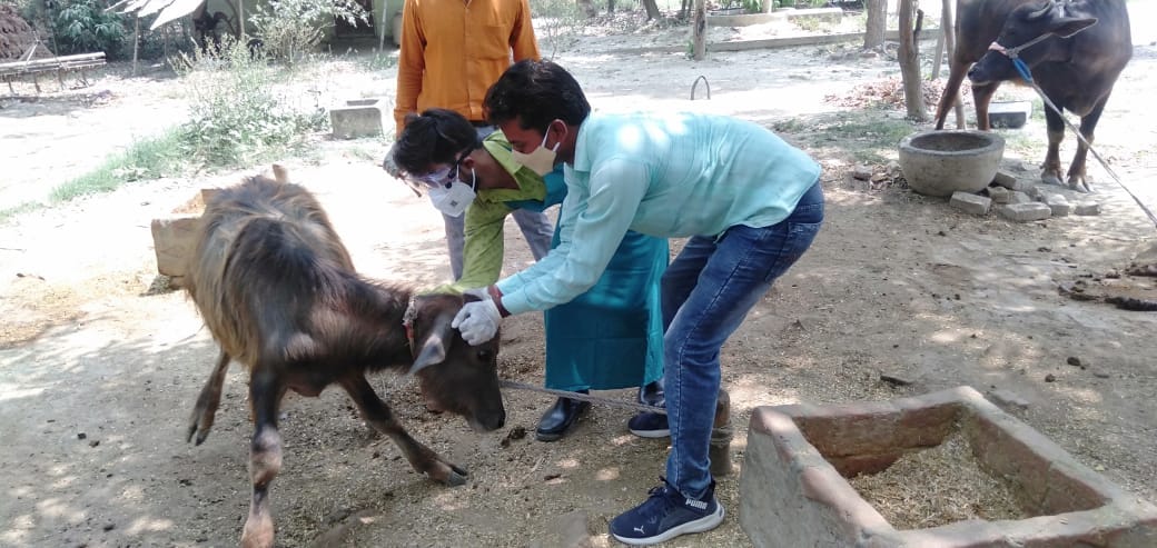 One month special vaccination campaign for prevention of accidental abortion in animals