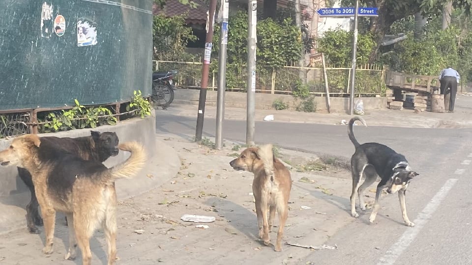 Cantonment Board gave contract to Municipal Corporation for Rs 1160 per dog for sterilization