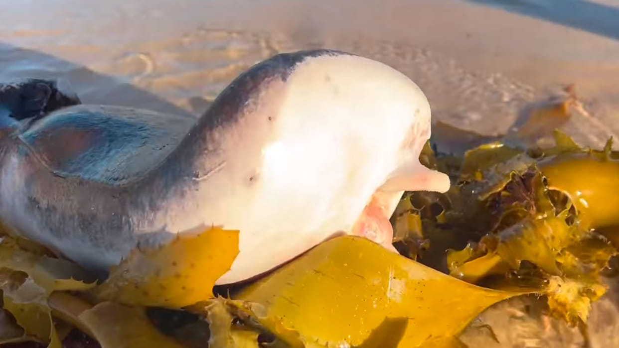 mysterious creature seen the australian beach know about this