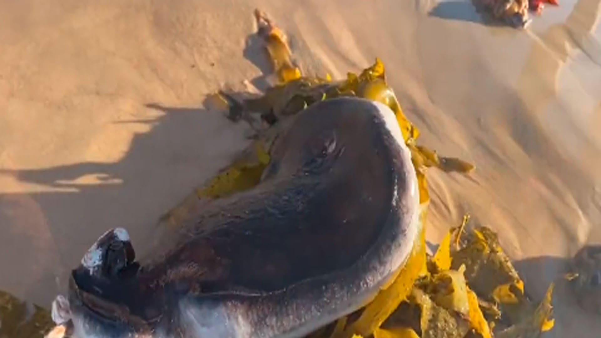 mysterious creature seen the australian beach know about this
