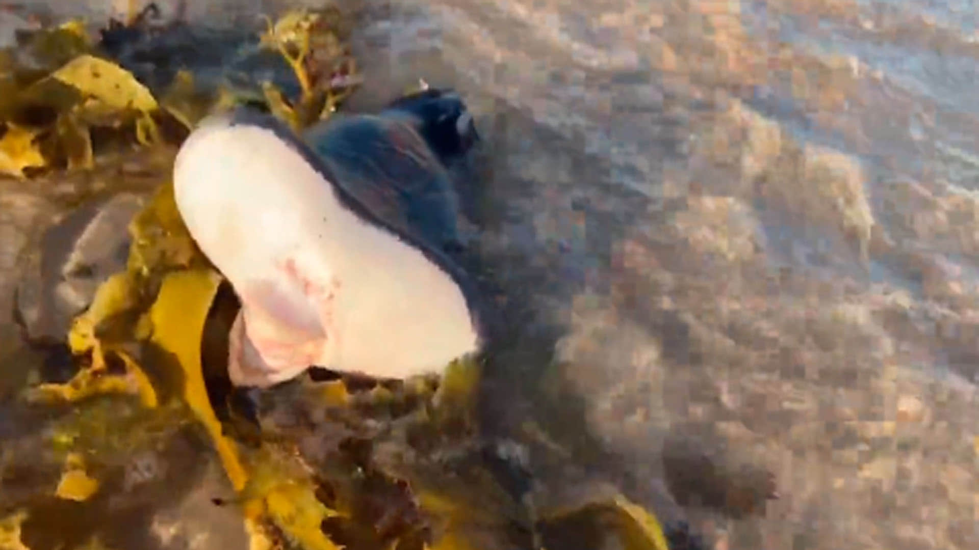 mysterious creature seen the australian beach know about this