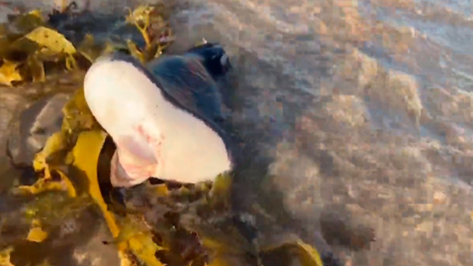 mysterious creature seen the australian beach know about this