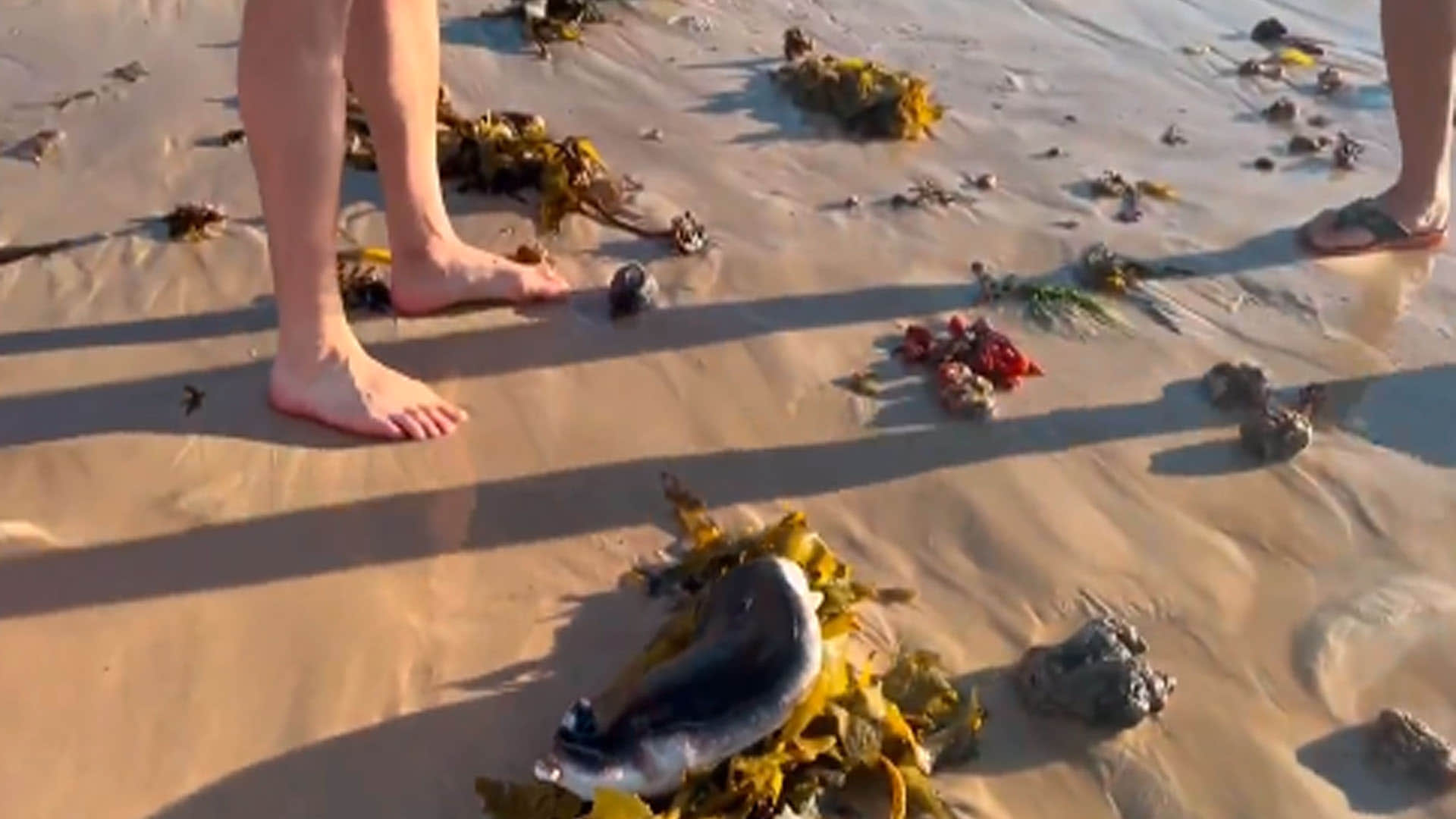 mysterious creature seen the australian beach know about this