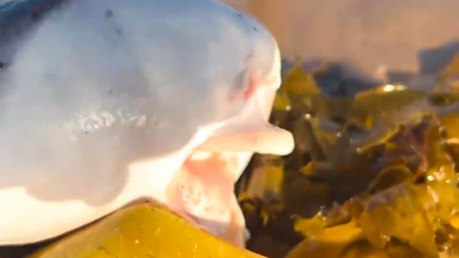 mysterious creature seen the australian beach know about this