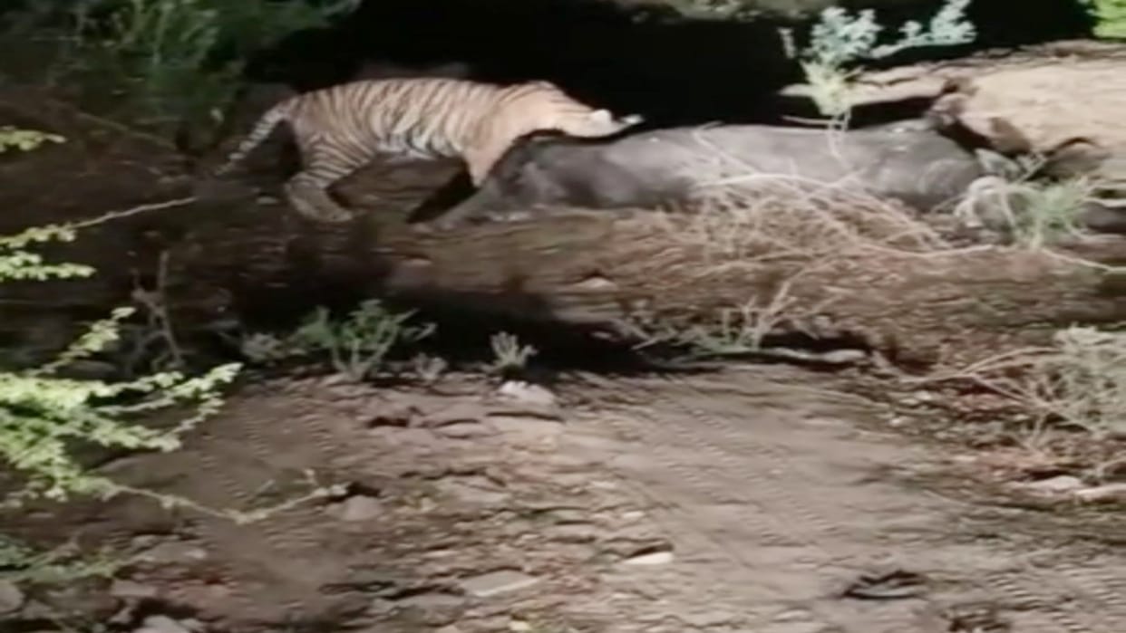Forest Department sent notice to Congress councilor for disturbing tigress in Ranthambore National Park