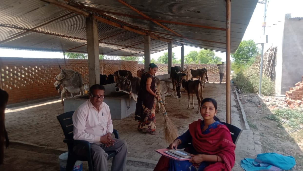 The death of a five-year-old cattle, the report said it was natural