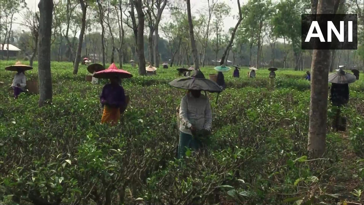 13 people died in Dibrugarh after consuming wild poisonous mushrooms over the period of one week