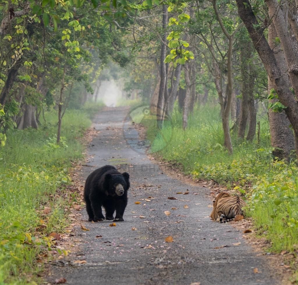 Memorable Safari - Tourists thrilled to see tiger and bear together in the jungle