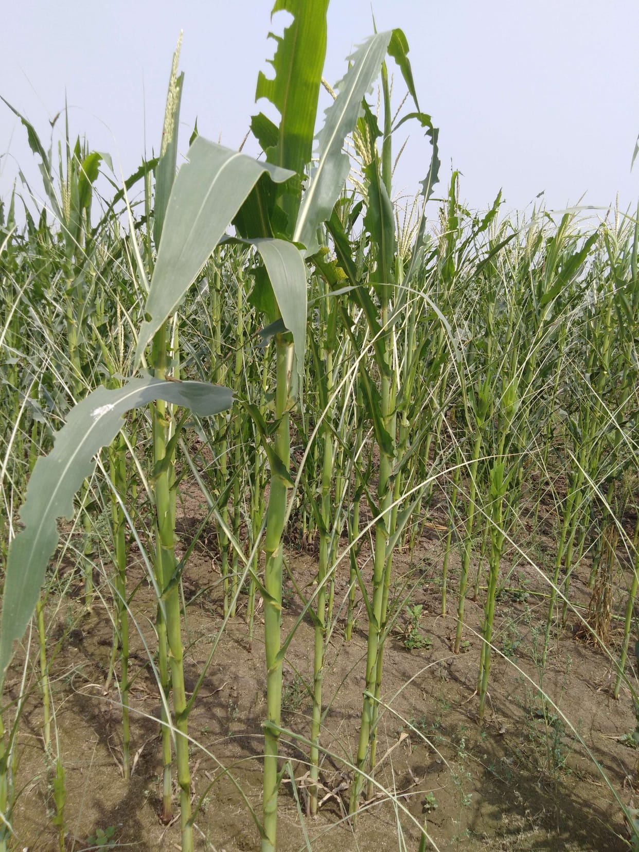 Locust attack on maize crop, heavy loss