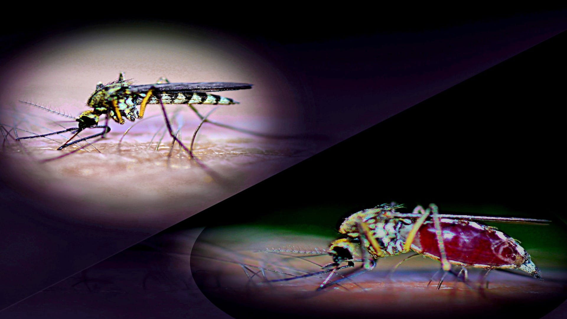 What Is Rift Valley Fever Virus Spread in Human Cells Discover by Kashmir Based Virologist