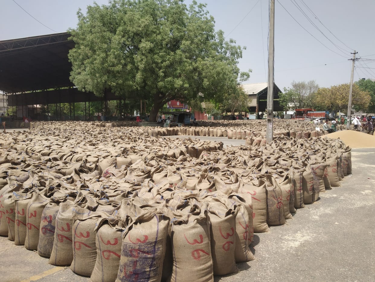 Wheat production per acre decreased by five to six quintals due to excessive heat