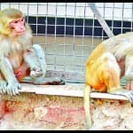 दीवार पर बैठे बंदर
