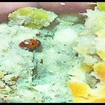 समोसे में निकला कीड़ा