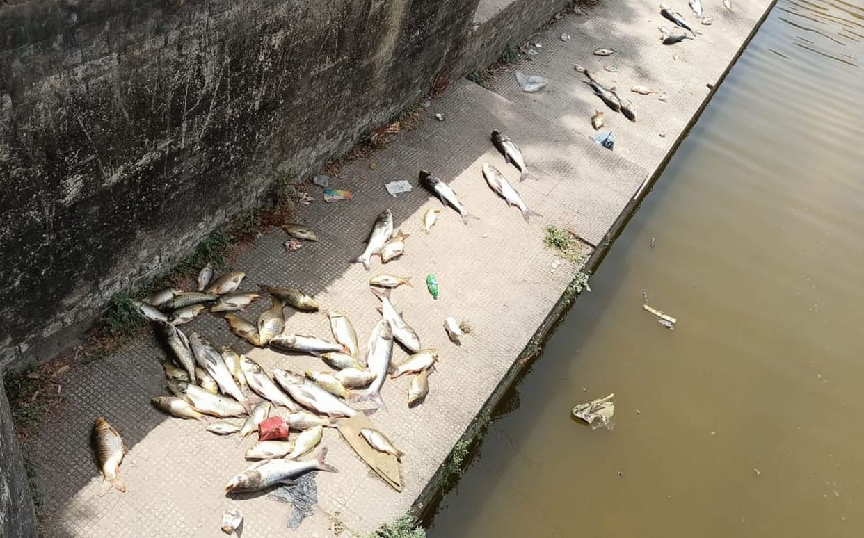 fish died in surajkund pond