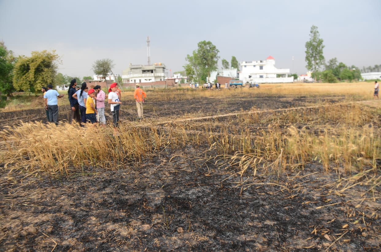 12 kanals of wheat crop got ashes due to fire