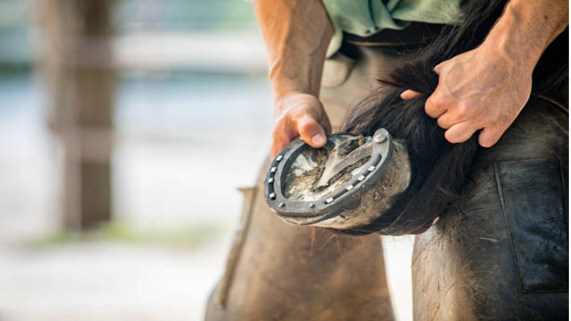 Astrology Use Horseshoe Like This a Lot of Progress in Job and Business