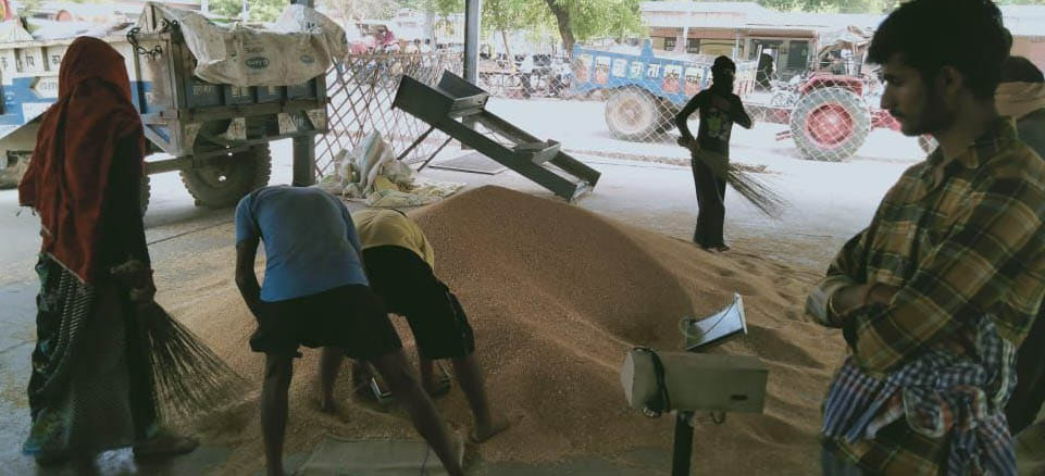 Banda backward, most wheat purchase in Hamirpur