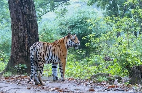 The scope of tourism sector will increase in Dudhwa National Park