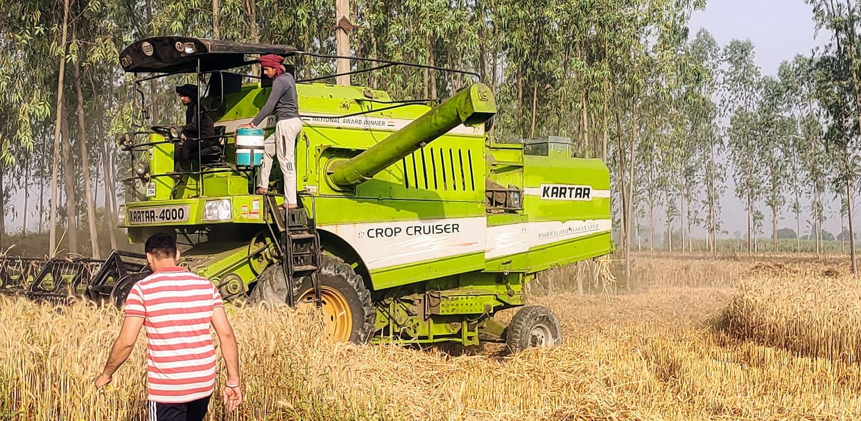 Wheat production decreased by 15-20 percent due to increase in temperature