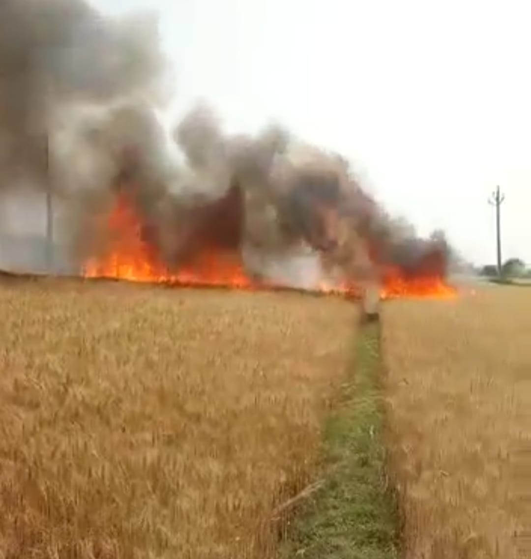 Six bighas of wheat crop burnt due to chara ngari