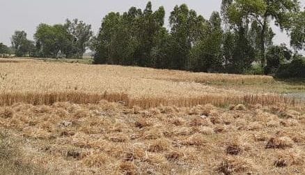 hardoi news,Wheat farmers' desires got scorched in rising temperature