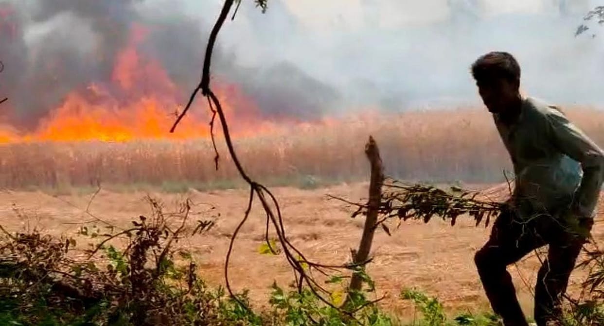 crop burnt