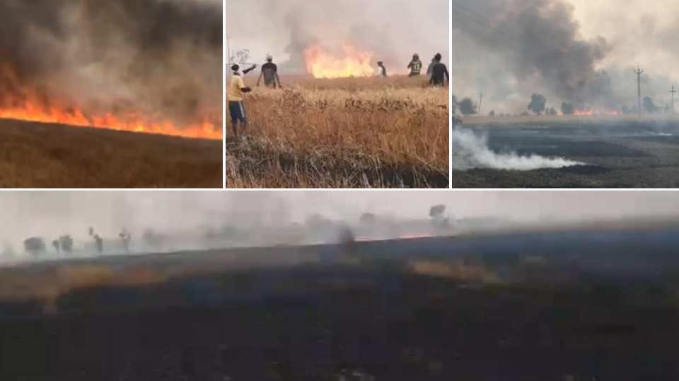 Wheat crop on 400 acres gutted in fire in Ludhiana