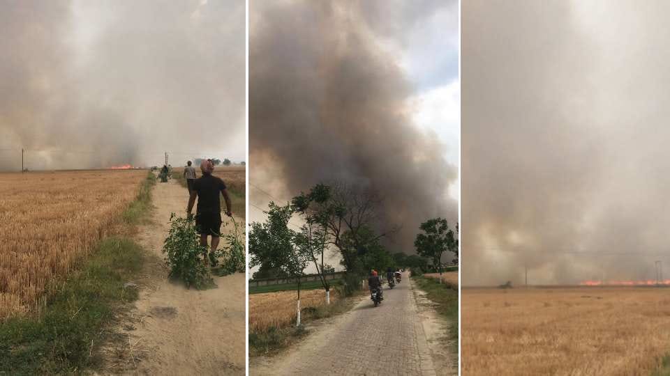 Wheat crop on 400 acres gutted in fire in Ludhiana