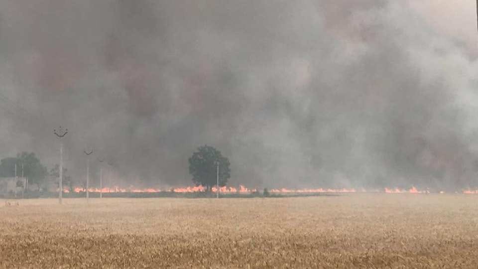 Wheat crop on 400 acres gutted in fire in Ludhiana