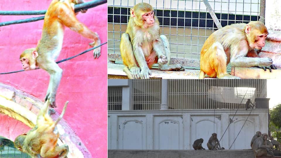nets installed in the houses due to monkeys fear in agra