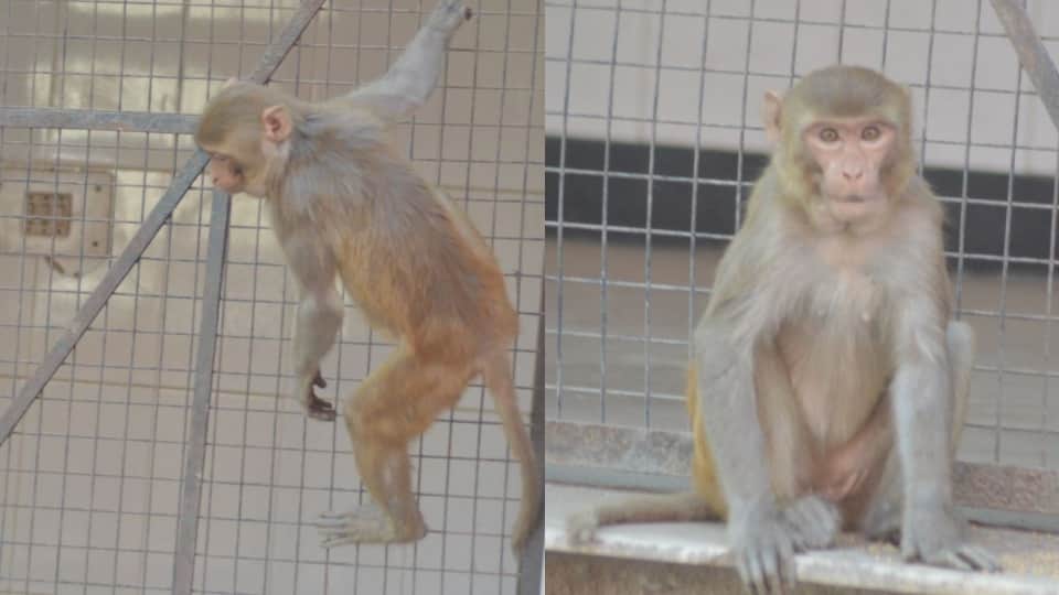 nets installed in the houses due to monkeys fear in agra