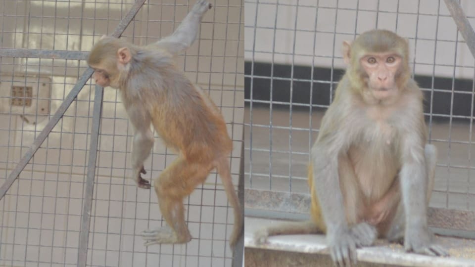 nets installed in the houses due to monkeys fear in agra