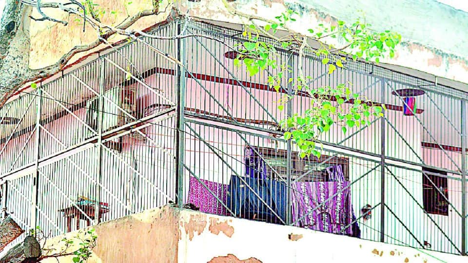 nets installed in the houses due to monkeys fear in agra