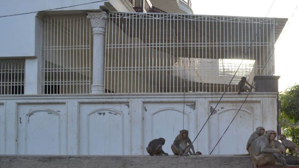 nets installed in the houses due to monkeys fear in agra