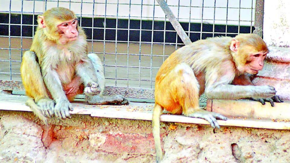 nets installed in the houses due to monkeys fear in agra