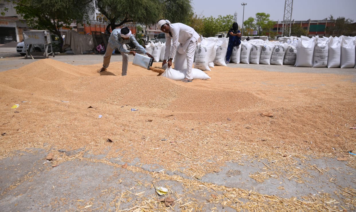 Faulty : Wheat stuffing in government bags without weeding