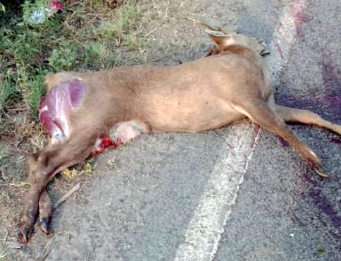 Deer dies after colliding with vehicle on Sampurnanagar road