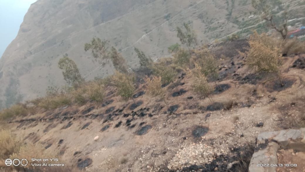 orchard burnt
