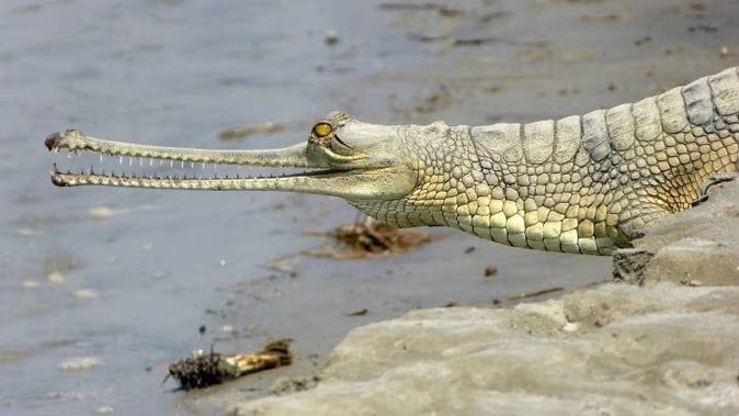 History of alligators will be discovered in Ganga