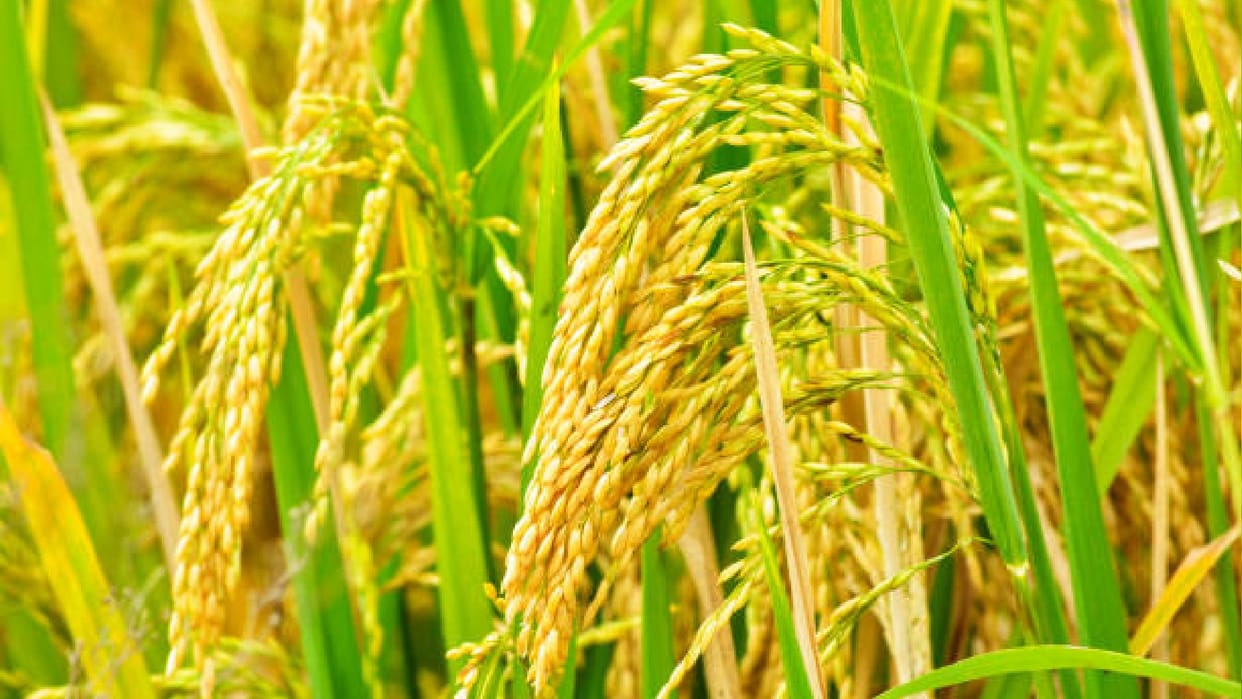 Ancestors Height Decreased by Farming Know What Scientist Study Revealed News In Hindi