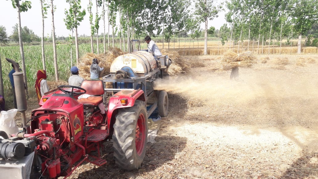 low production and thin wheat grain