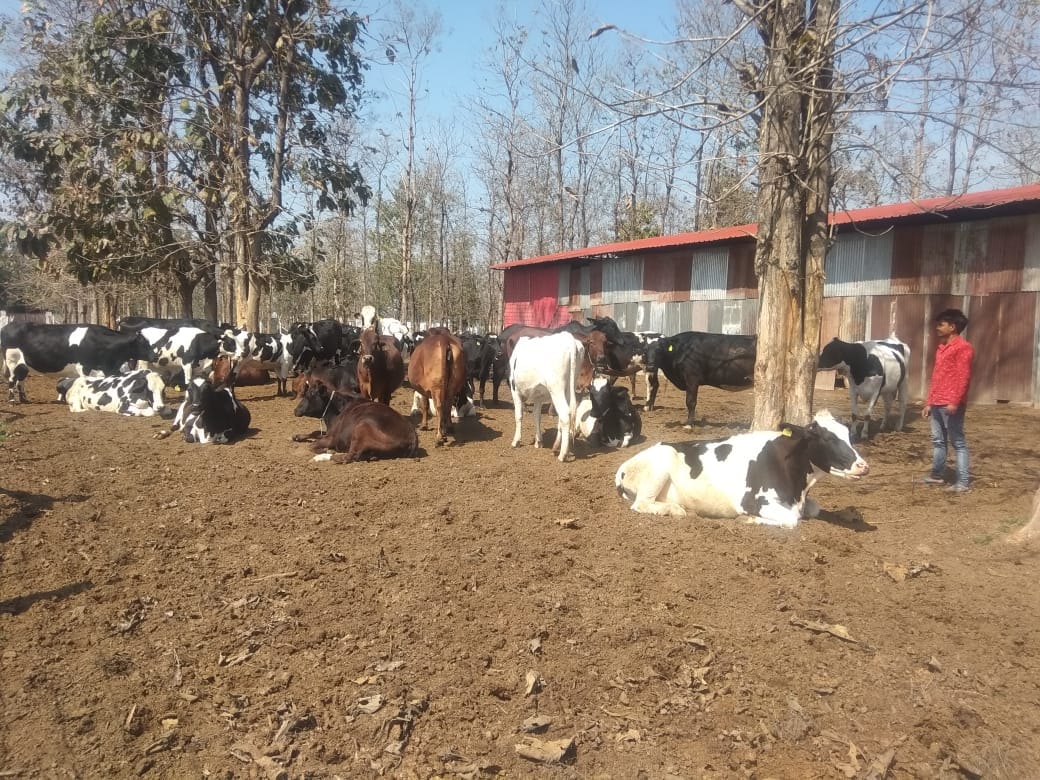 13 new cow shelters will be built in the district