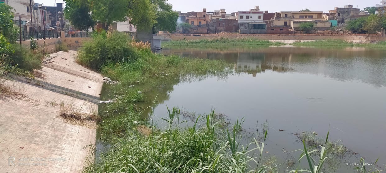 The park became a cow-buffalo pedestal, the smell of flowers did not spread in the Amti lake.