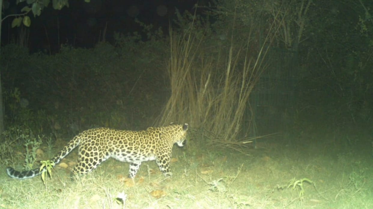 etawah news,Leopard became a time for black deer, safari administration slows down