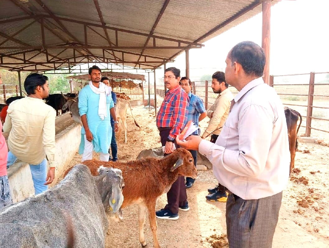 Gaushala Cows found hungry in Etawah, administration swung into action on Maneka Gandhi's phone, two secretaries suspended